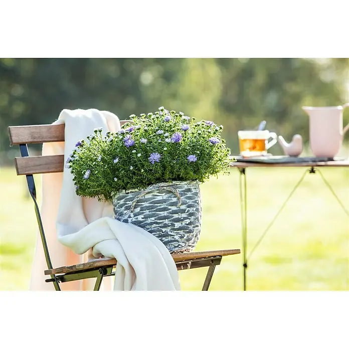 Piardino Áster - Aster dumosus, Tamaño de maceta: 17 cm, En función de la variedad - Foto ambiente