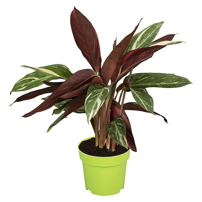 Piardino Korbmarante - Calathea musaica Hybride, Topfgröße: 12 cm - Vorderansicht