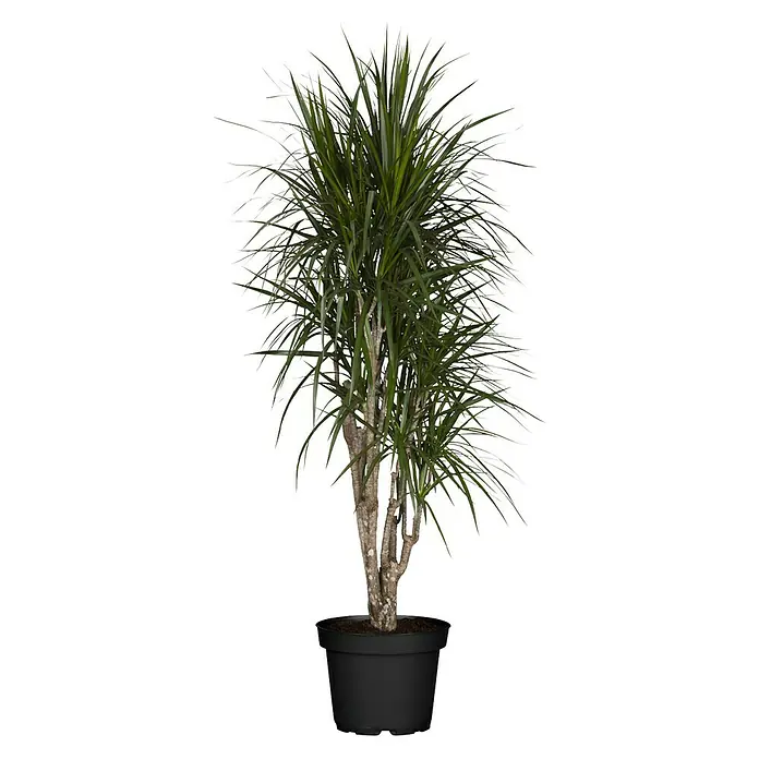 Piardino Drachenbaum - Dracaena marginata, Topfgröße: 24 cm, Blattfarbe: Grün/Rot - Vorderansicht