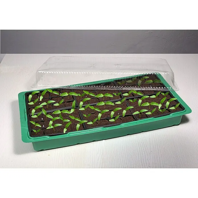 Floraworld Sobni staklenik - D x Š x V: 57 x 30 x 14 cm, Zelene boje, S 72 lončanice za uzgoj - Proizvod u upotrebi