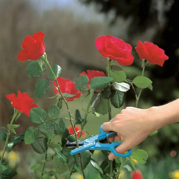 Gardena Tijeras de jardinería para Rosas - Grosor de rama máx.: 20 mm