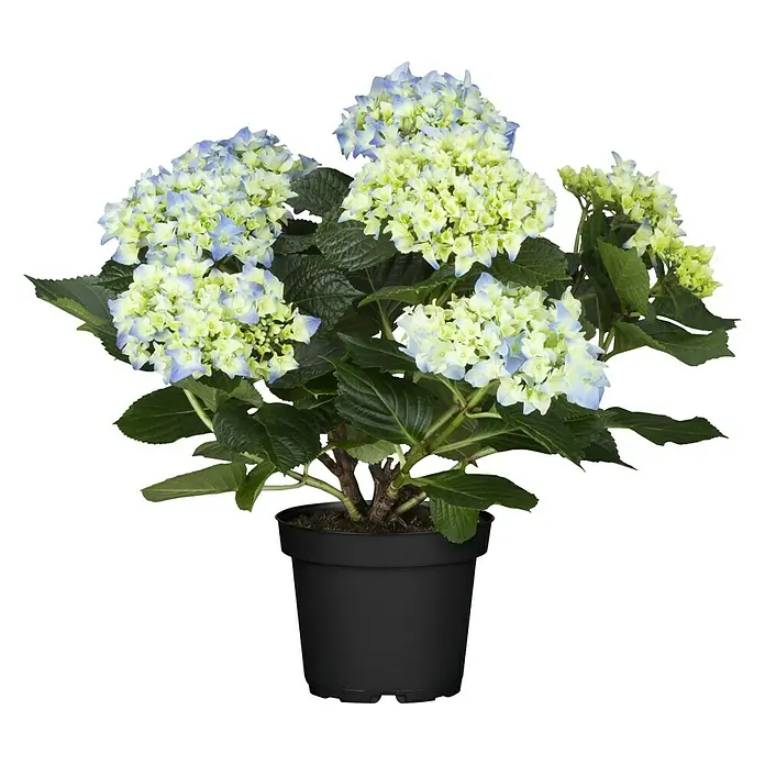 Piardino Bauernhortensie - Hydrangea macrophylla, Topfgröße: 13 cm, Blau - Vorderansicht