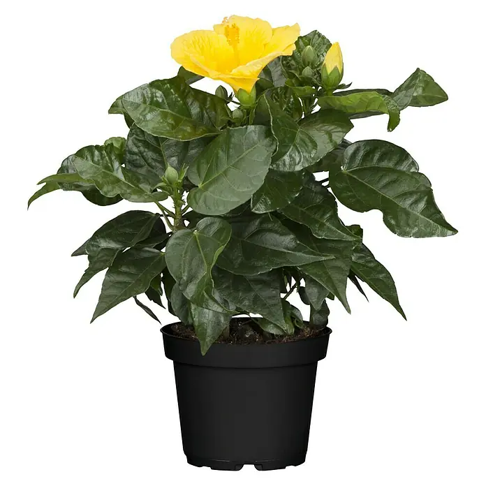 Piardino Garteneibisch - Hibiscus sinensis, Topfgröße: 13 cm, Gelb - Vorderansicht