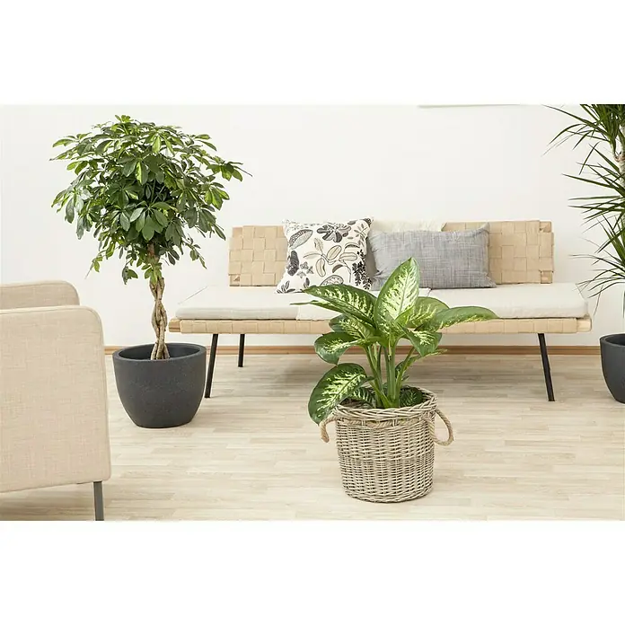 Piardino Dieffenbachie Tropic Snow - Dieffenbachia seguine Tropic Snow, Topfgröße: 24 cm, Blattfarbe: Bunt - Stimmungsaufnahme