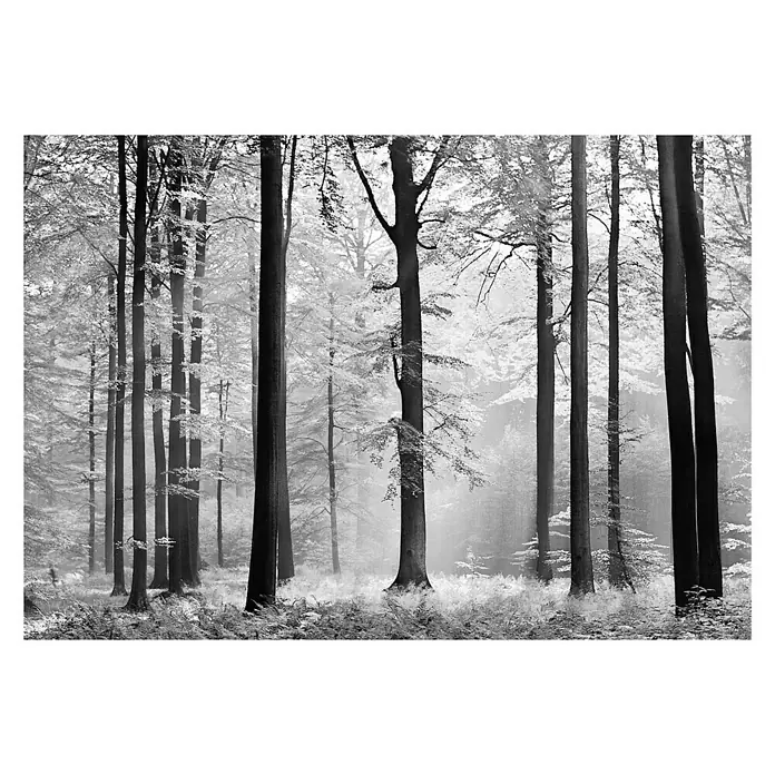 Fotomural Avalon - An x Al: 366 x 254 cm, Papel