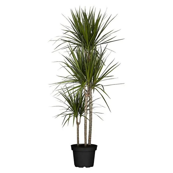 Piardino Drachenbaum - Dracaena marginata, Topfgröße: 24 cm, Blattfarbe: Grün - Vorderansicht