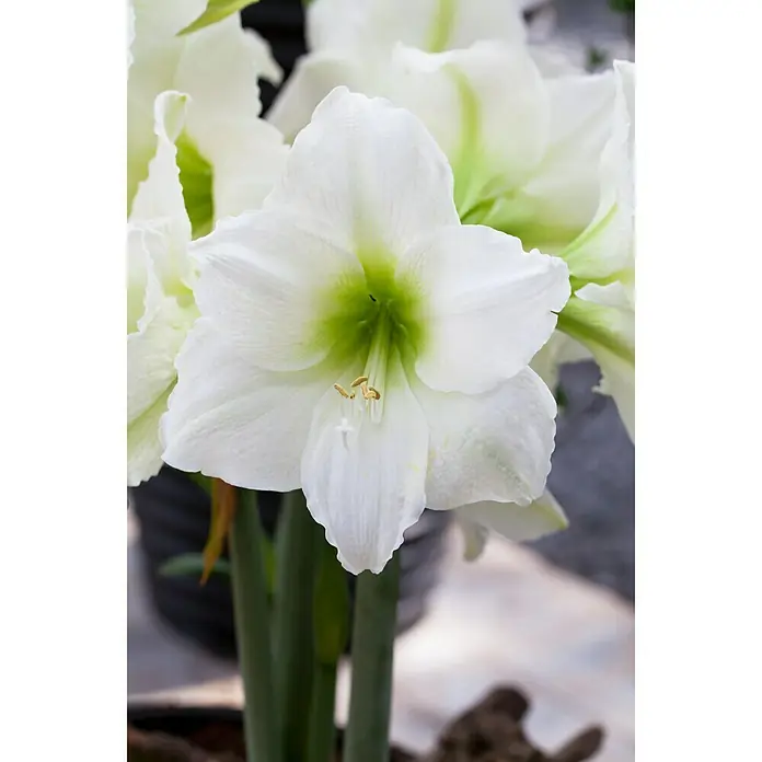 Piardino Amaryllis Waxz® - Hippeastrum hybride, Blütenfarbe: Sortenabhängig - Detailaufnahme