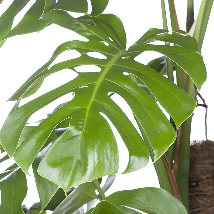 Piardino Monstera - Monstera acuminata, Tamaño de maceta: 17 cm - Primer plano
