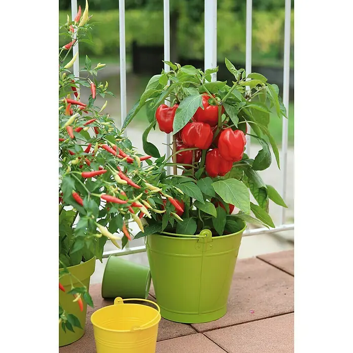 Blu Bio Paprika Midired - Capsicum anuum 'Midired', 12 cm - Stimmungsaufnahme