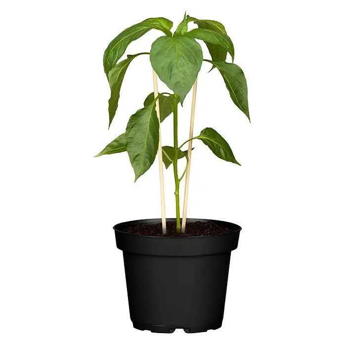 Blu Bio Chili Bullhorn - Capsicum anuum, 12 cm, Erntezeit: August - Oktober - Vorderansicht