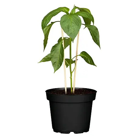 Blu Bio Chili Bullhorn