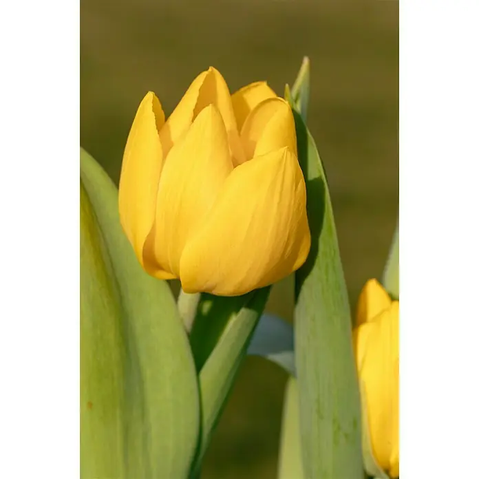 Piardino Frühlingsblumenzwiebeln 'Yellow Baby' - Tulipia 'Yellow Baby' - Detailaufnahme