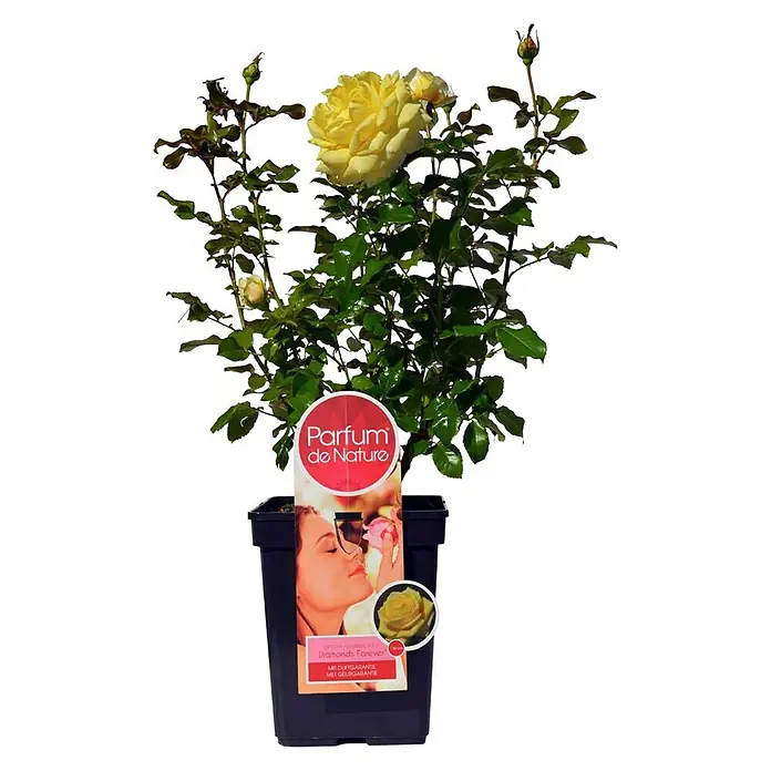 Piardino Edelrose Diamonds Forever - Rosa Hybride, Blütenfarbe: Gelb - Vorderansicht