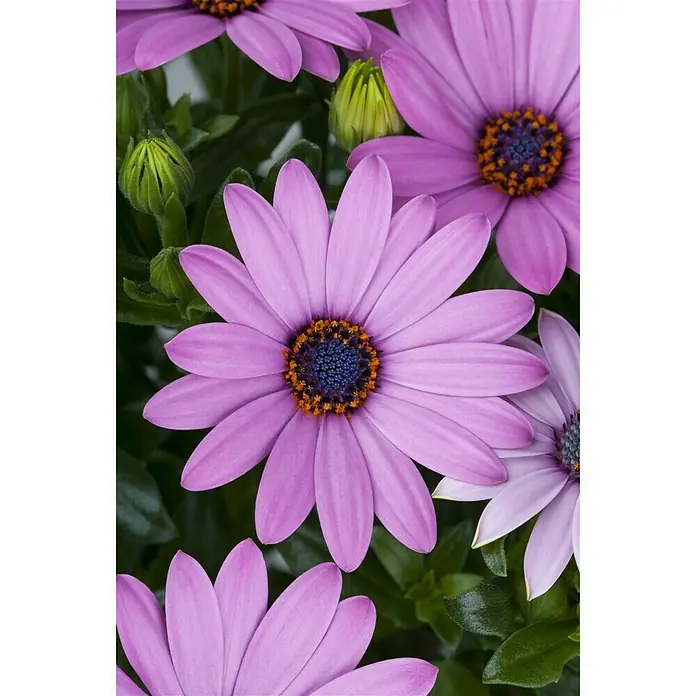 Piardino Kapkörbchen - Osteospermum ecklonis, Blütenfarbe: Sortenabhängig - Detailaufnahme