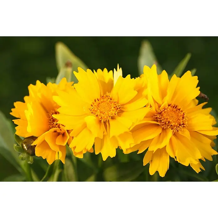 Piardino Großblumiges Mädchenauge - Coreopsis grandiflora, Topfgröße: 13 cm, Gelb - Detailaufnahme