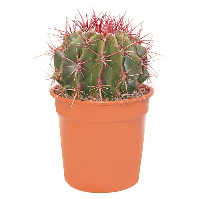 Piardino Kaktus in Sorten - Cactaceae, Topfgröße: 17 cm - Vorderansicht