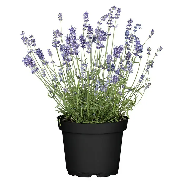 Piardino Lavendel - Lavendula angustifolium, Topfvolumen: 3 l, Blau/Lila - Vorderansicht