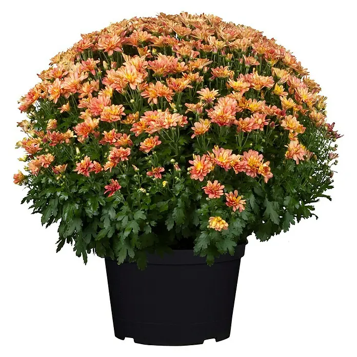 Piardino Herbst-Chrysantheme - Chrysanthemum indicum Hybride, Topfgröße: 19 cm, Sortenabhängig
