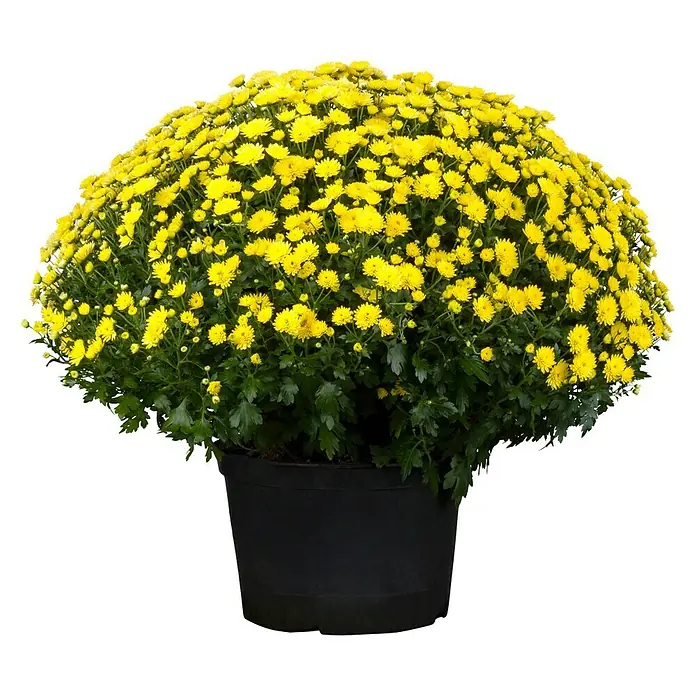 Piardino Herbst-Chrysantheme - Chrysanthemum indicum Hybride, Topfgröße: 19 cm, Sortenabhängig - Vorderansicht