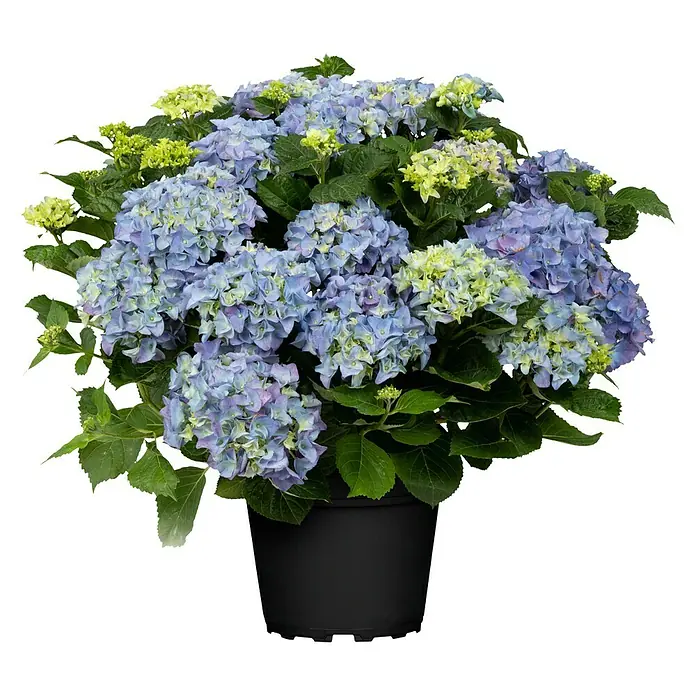 Piardino Bauernhortensie - Hydrangea macrophylla, Blau - Vorderansicht