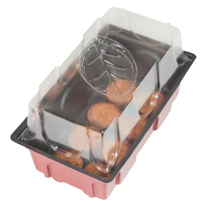 Windhager Zimmergewächshaus Mini - L x B x H: 19 x 11 x 11 cm, Mit 8 Quelltabletten