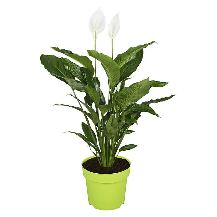 Piardino Blattfahne - Spathiphyllum floribundum, Topfgröße: 17 cm - Vorderansicht
