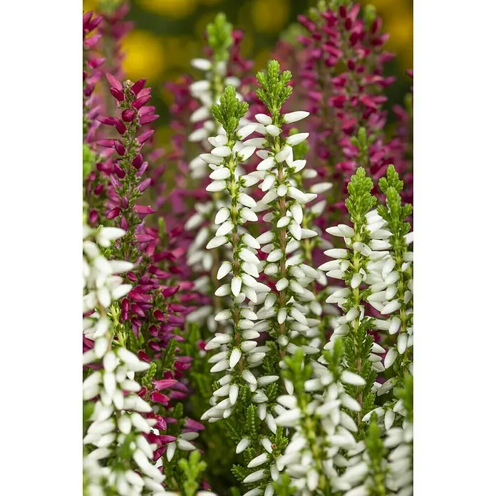 Besenheide - Calluna vulgaris, Topfgröße: 10 cm, In Sorten gemischt