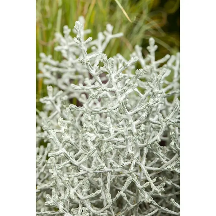 Piardino Pflanzen-Mix Herbstschönheiten - Topfgröße: 9 cm, Gemischt - Detailaufnahme