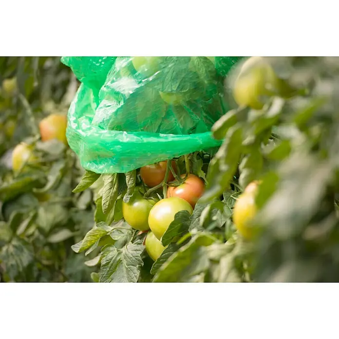 Windhager Tomatenhaube Mitwachsend - B x H: 65 cm x 1,25 m, Grün, 5 Stk.