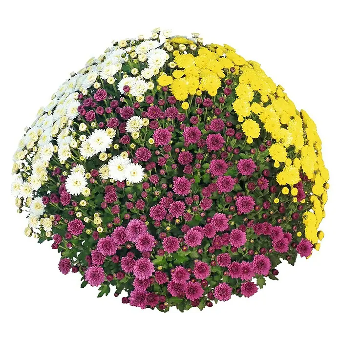 Multiflora-Chrysantheme - Chrysanthemum multiflora, Topfgröße: 14 cm, Sortenabhängig - Vorderansicht