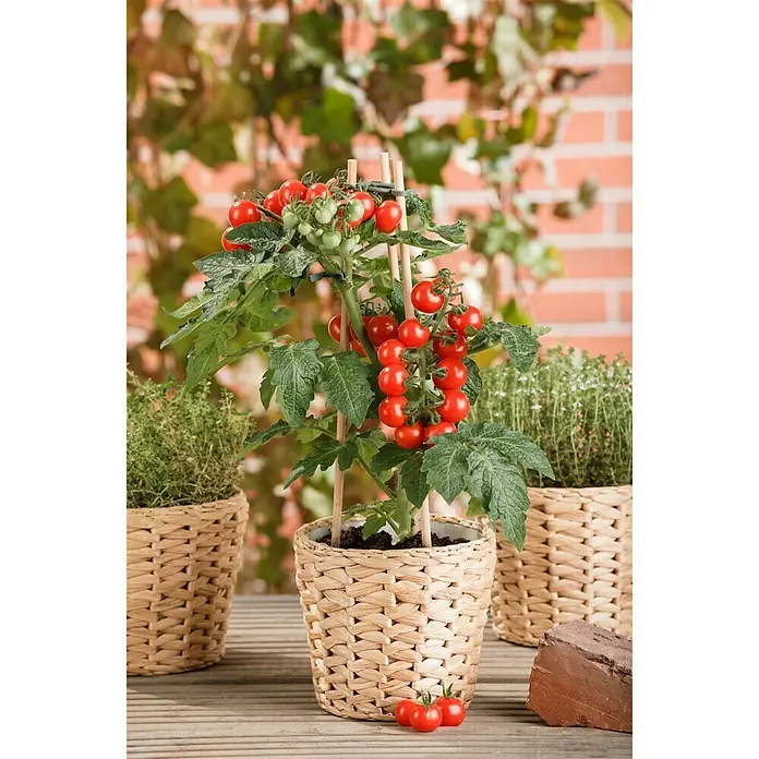 Piardino Tomate - Solanum lycopersicum, 15 cm, Erntezeit: Juli - Oktober - Stimmungsaufnahme