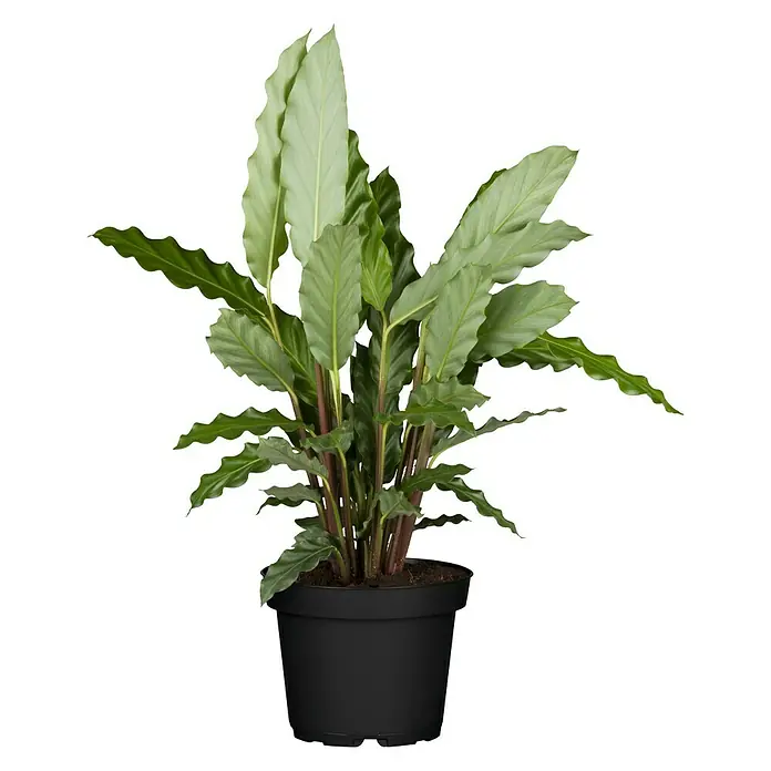 Piardino Korbmarante - Calathea musaica Hybride, Topfgröße: 12 cm - Vorderansicht