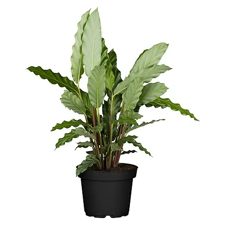 Piardino  Calathea