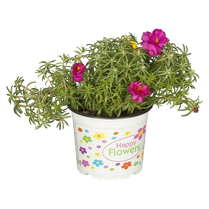 Piardino Portulak - Portulaca, 13 cm - Vorderansicht