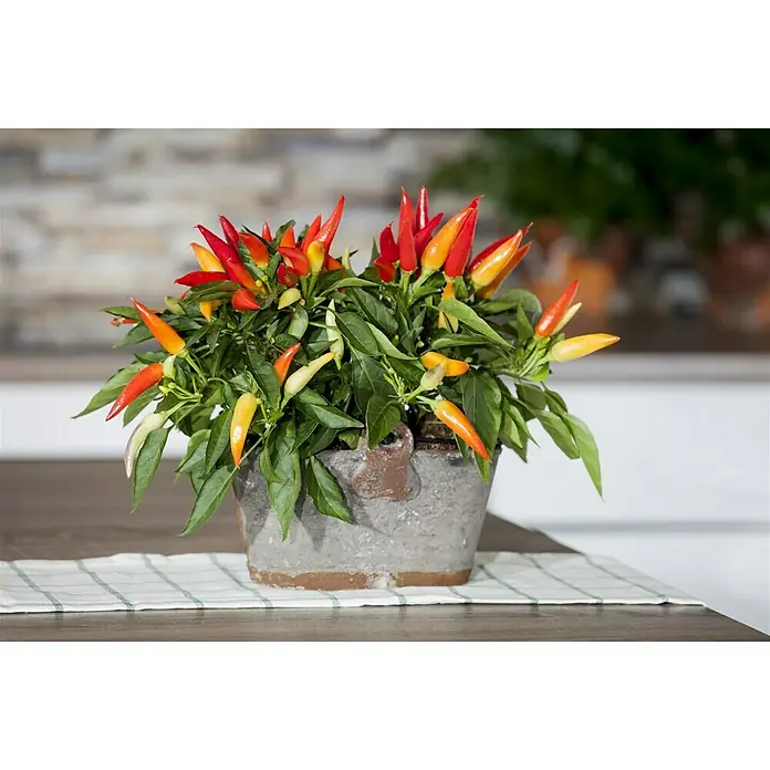 Blu Bio Chili Zwerg - Capsicum anuum, 12 cm - Stimmungsaufnahme