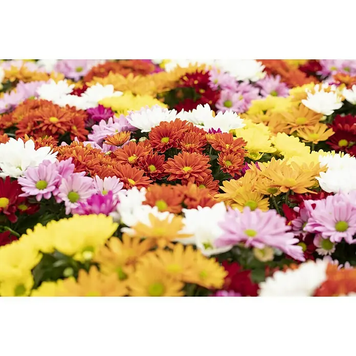 Piardino Herbst-Chrysantheme - Chrysanthemum indicum Rock ´n Roll, Sortenabhängig