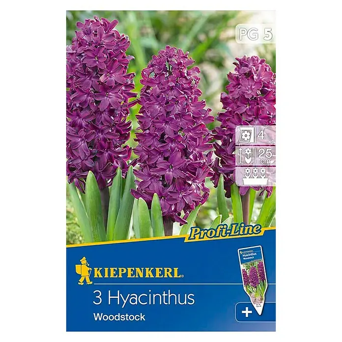 Kiepenkerl Frühlingsblumenzwiebeln Hyazinthe 'Woodstock' - Hyacinthus orientalis, 3 Stk. - Vorderansicht