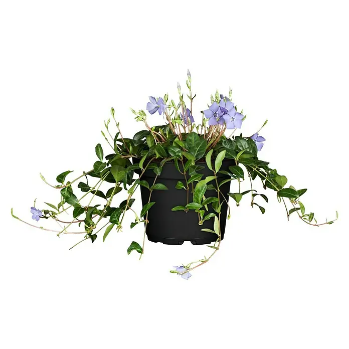 Piardino Kleinblättriges Immergrün - Vinca minor, Topfgröße: 9 cm, Blau - Vorderansicht