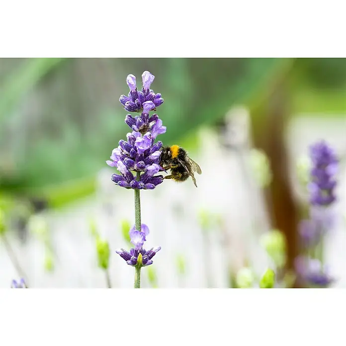 Piardino Lavendel - Lavandula angustifolia, Topfgröße: 23 cm, Violett - Detailaufnahme