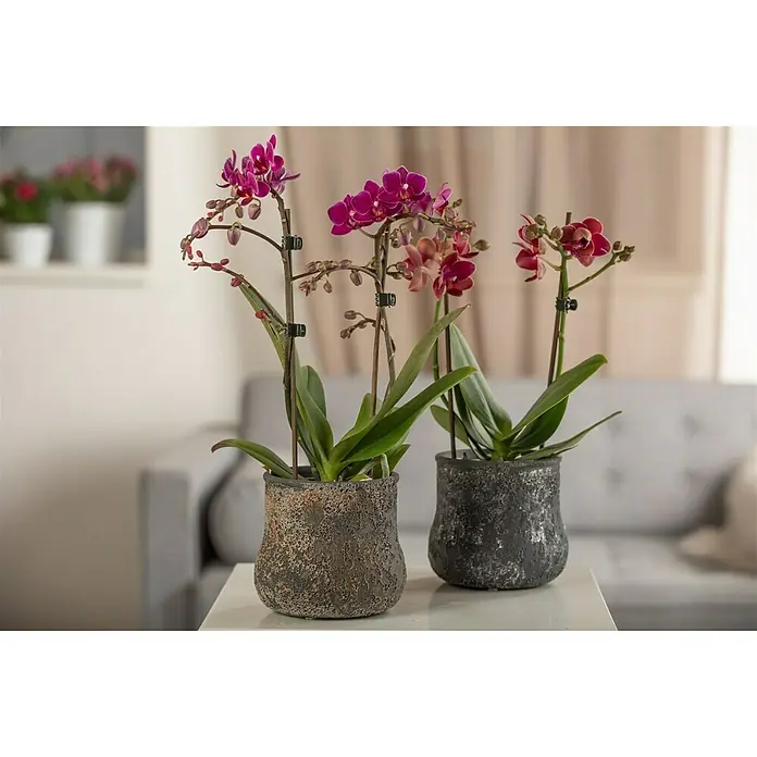 Piardino Schmetterlingsorchidee - Phalaenopsis Hybride, Topfgröße: 11 cm, Sortenabhängig, Anzahl Triebe: 2 Stk., Aufrecht - Stimmungsaufnahme
