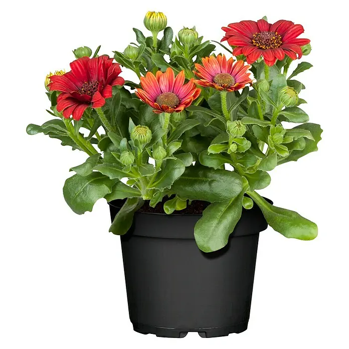 Piardino Kapkörbchen - Osteospermum ecklonis, Blütenfarbe: Sortenabhängig - Vorderansicht