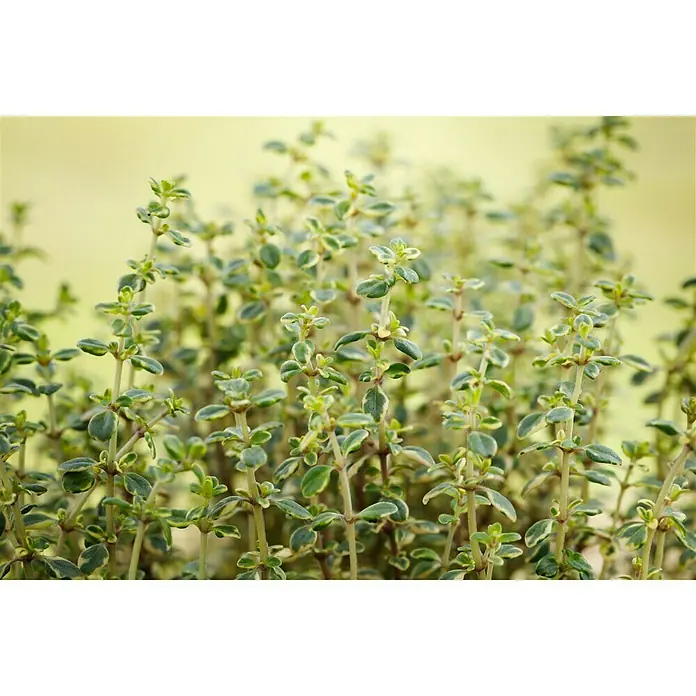 Piardino Zitronenthymian Bio - Thymus citriodorus - Detailaufnahme