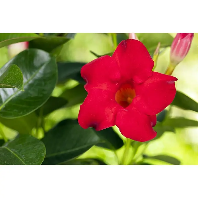Piardino Mandevilla - Mandevilla sanderi, Tamaño de maceta: 12 cm, Rojo - Primer plano