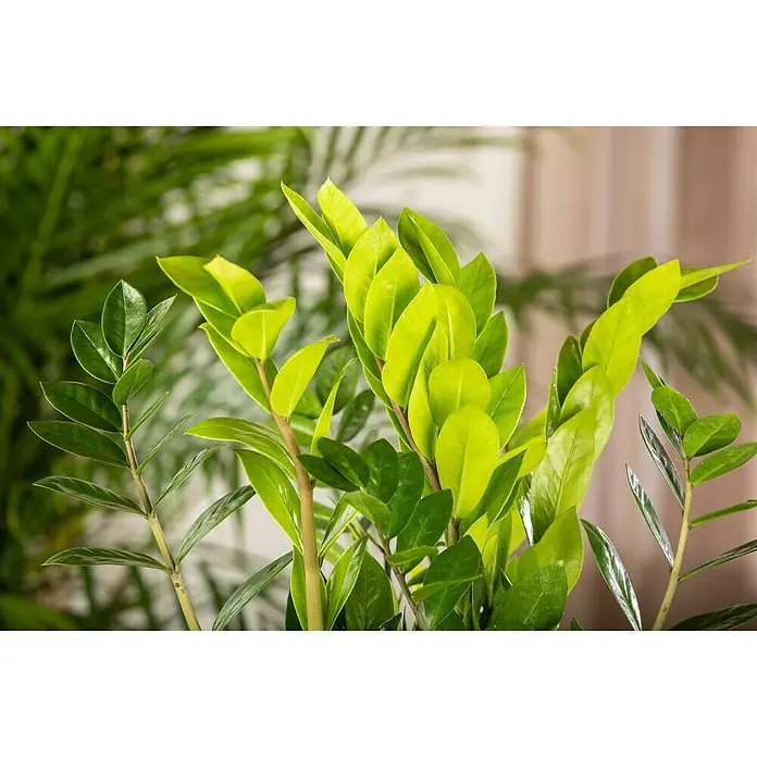 Piardino Glücksfeder - Zamioculcas zamiifolia, Topfgröße: 17 cm - Detailaufnahme