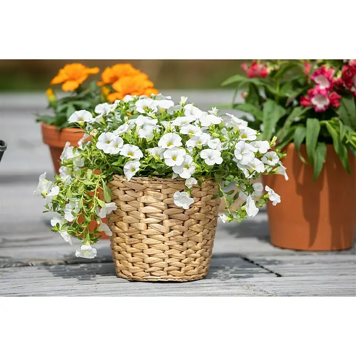 Piardino Zauberglöckchen - Calibrachoa Hybride, Weiß - Stimmungsaufnahme