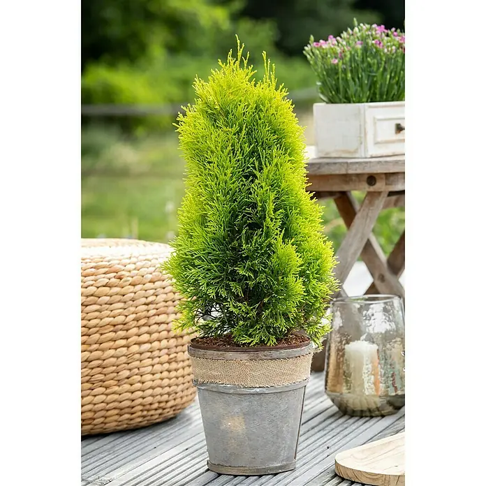 Piardino Lebensbaum - Thuja occidentalis 'Golden Smaragd' - Stimmungsaufnahme