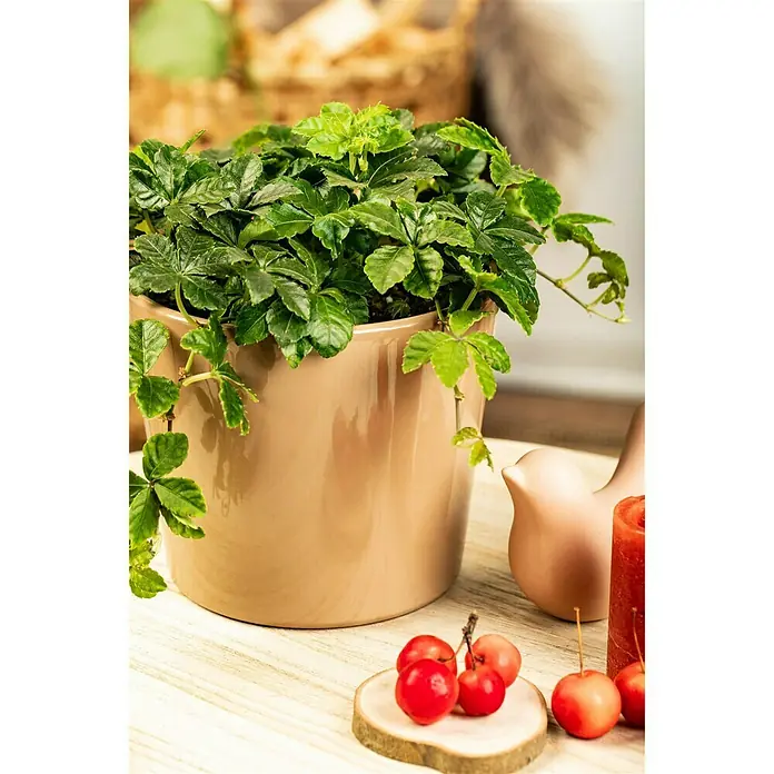 Piardino Zimmerwein - Parthenocissus Hybriden 12 - Stimmungsaufnahme