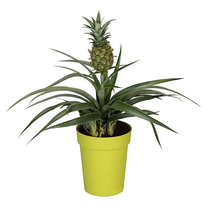 Piardino Ananas - Ananas comosus, Topfgröße: 12 cm - Vorderansicht