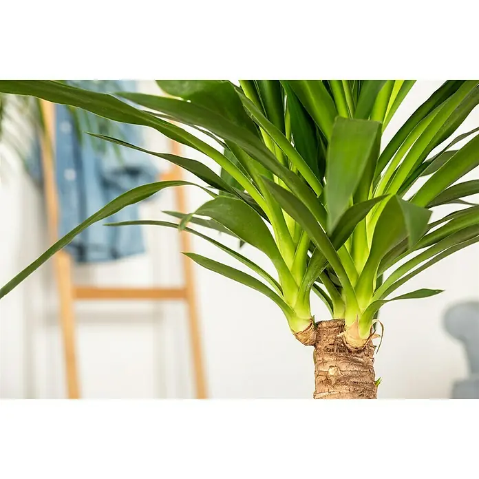Piardino Palmlilie - Yucca elephantipes Maya Tree, Topfgröße: 21 cm - Detailaufnahme