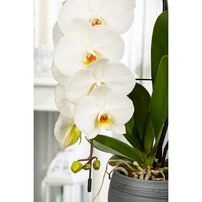 Piardino Schmetterlingsorchidee - Phalaenopsis Hybride, Topfgröße: 12 cm, Sortenabhängig - Detailaufnahme